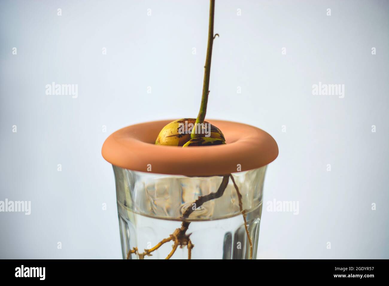 Gesprossene Avocado-Samen mit Wurzeln in einem Glas Wasser. Eine junge Avocado sprießt aus der Grube Stockfoto