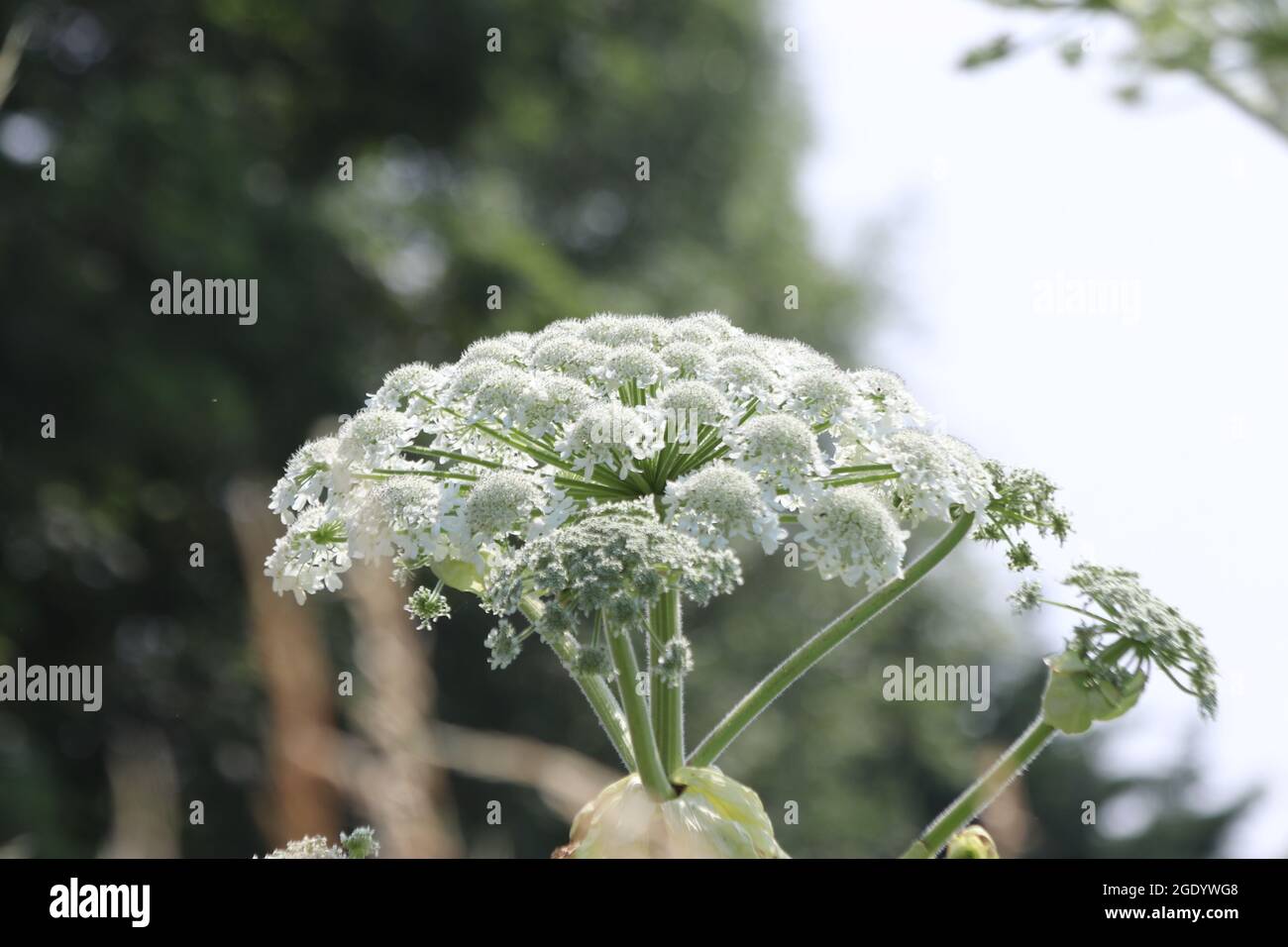 Die Pflanze blüht am Straßenrand und verursacht allergische Reaktionen und  Verbrennungen Stockfotografie - Alamy