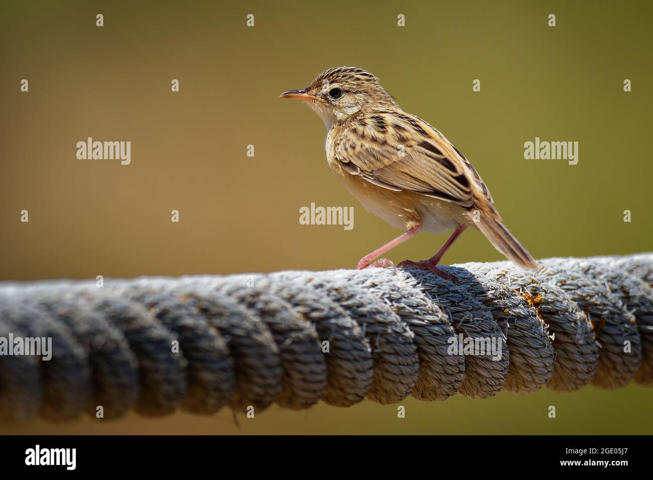 Zitting Cisticola - Cisticola juncidis auch gestreift Fantail-Waldsänger, Old-World-Waldsänger Zucht in Europa, Afrika und Asien bis nach Nord-Australien Stockfoto