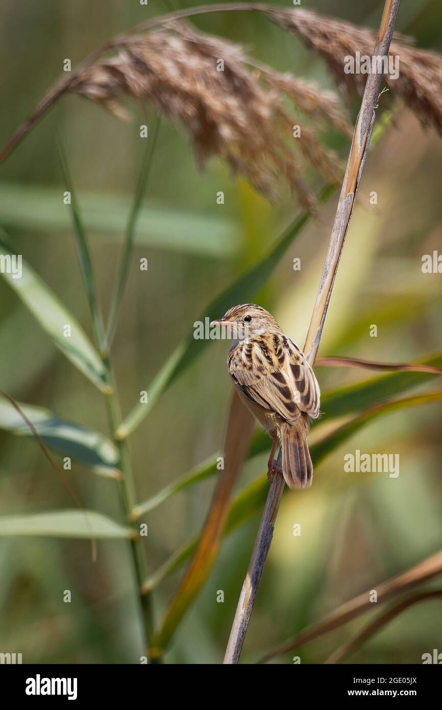 Zitting Cisticola - Cisticola juncidis auch gestreift Fantail-Waldsänger, Old-World-Waldsänger Zucht in Europa, Afrika und Asien bis nach Nord-Australien Stockfoto