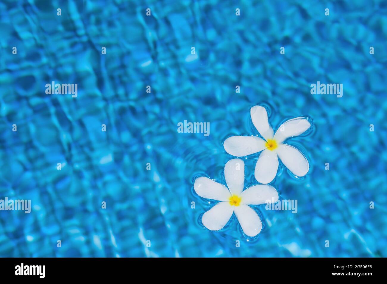 Plumeria oder Frangipani weißen Blüten mit Wassertropfen schwimmen auf verschwommen von Wasserschwankungen Pool Oberfläche. Stockfoto