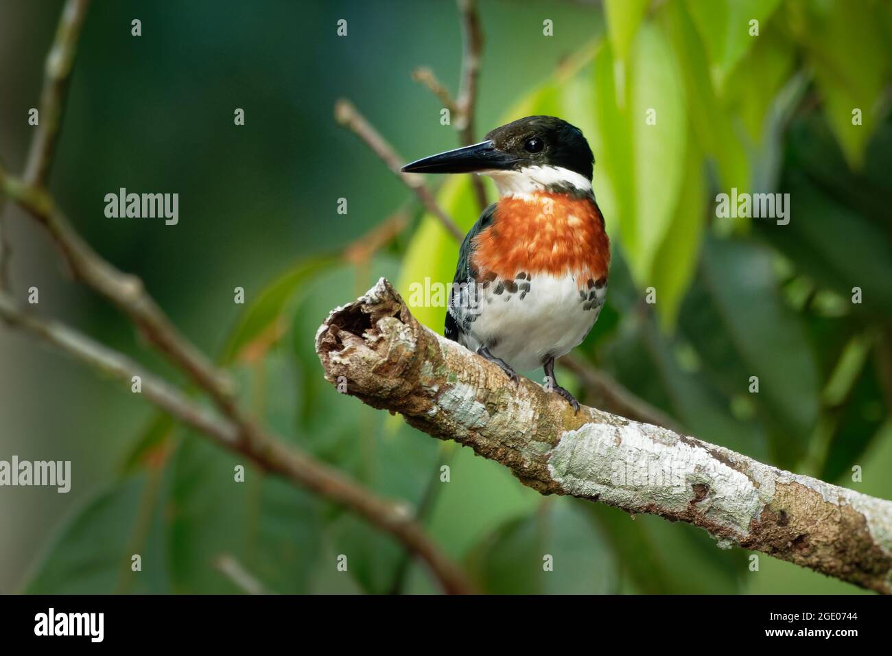 Green Kingfisher - chloroceryle Americana resident Zucht Vogel, der aus dem Süden von Texas in den Vereinigten Staaten südlich durch Zentrale und Sab auftritt Stockfoto