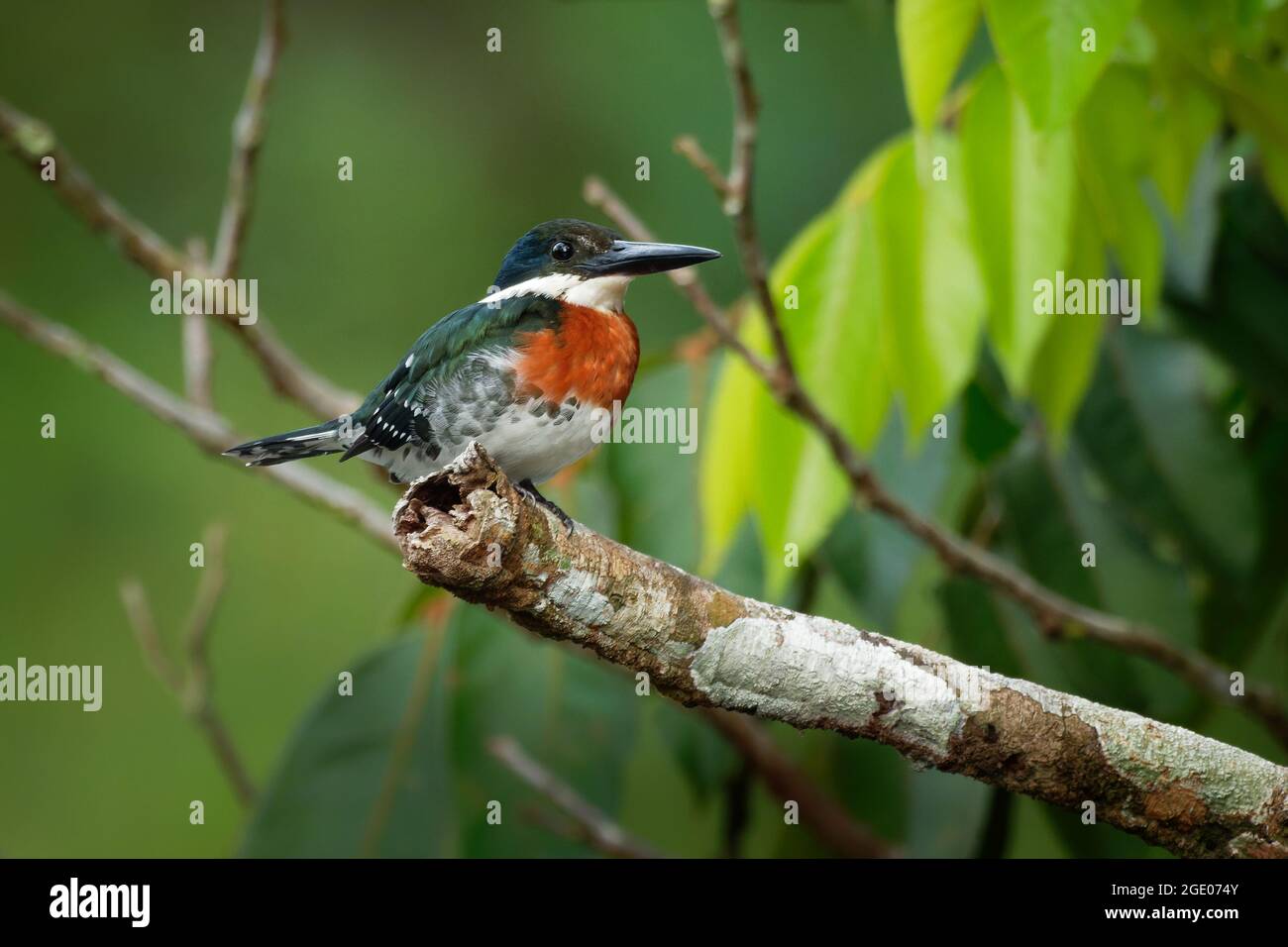 Green Kingfisher - chloroceryle Americana resident Zucht Vogel, der aus dem Süden von Texas in den Vereinigten Staaten südlich durch Zentrale und Sab auftritt Stockfoto