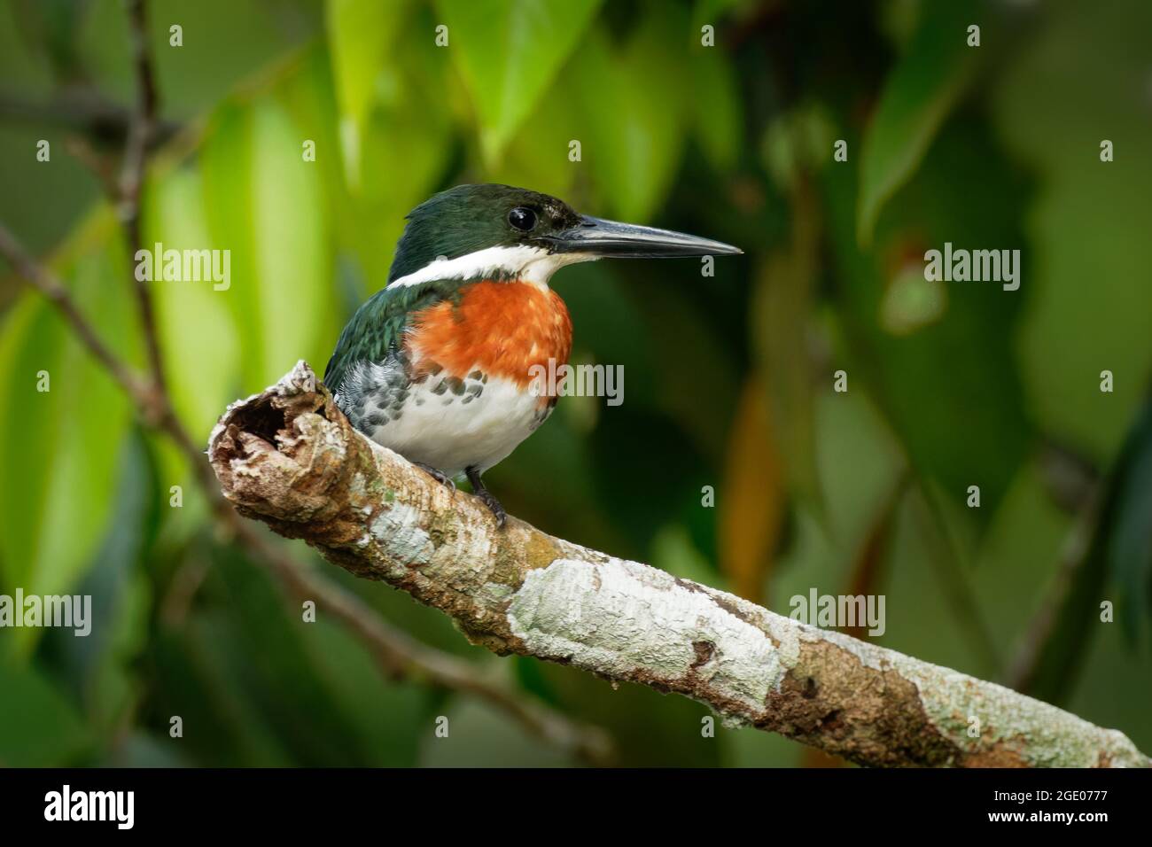 Green Kingfisher - chloroceryle Americana resident Zucht Vogel, der aus dem Süden von Texas in den Vereinigten Staaten südlich durch Zentrale und Sab auftritt Stockfoto