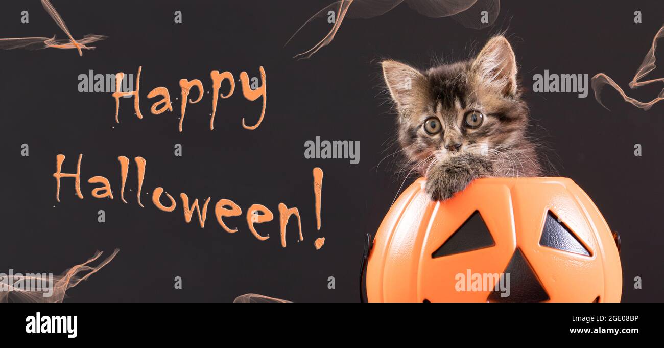 Fröhliches Halloween-Banner. Eine Katze sitzt in einem Eimer mit Kürbis. Langes Banner auf schwarzem Hintergrund. Stockfoto