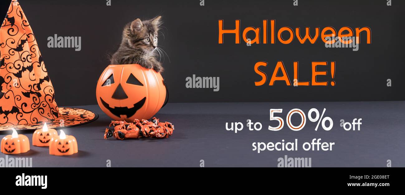 Halloween-Werbebanner. Eine Katze sitzt in einem Eimer Kürbis auf schwarzem Hintergrund mit Text bis zu 50 Rabatt Sonderangebot Stockfoto