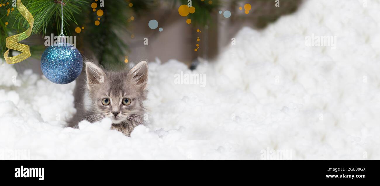 Weihnachtskatzenbanner. Ein kleines graues Kätzchen spielt im Schnee mit einer blauen Kugel. Mit Platz für Textkopie. Stockfoto
