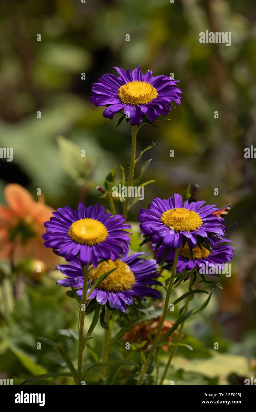 Aster Madeleine Stockfoto