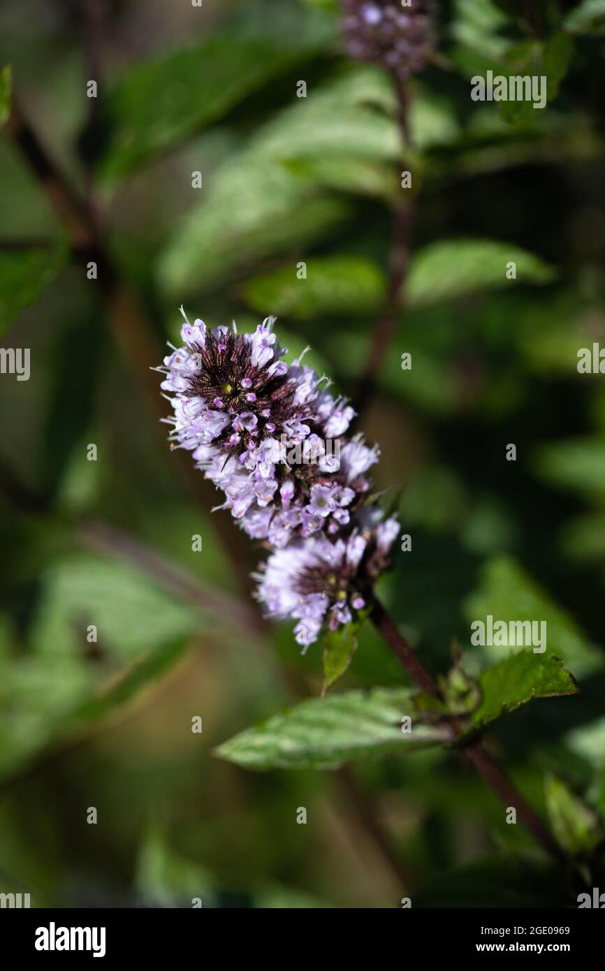 Schokoladenminze (Mentha × piperita f. citrata) Stockfoto