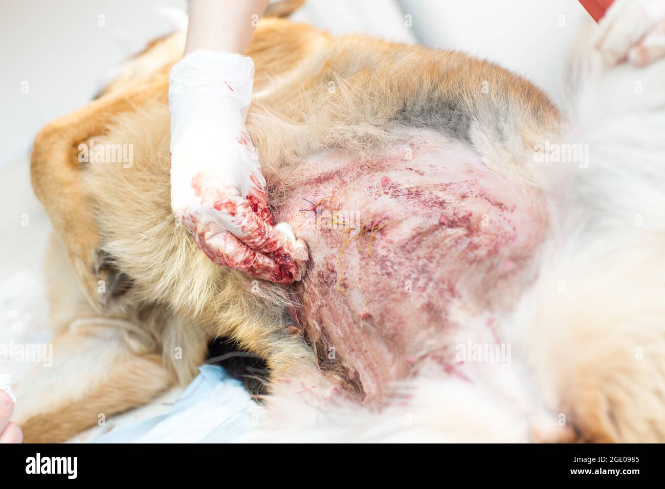 Chirurgische Operation in einer Tierklinik. Hernie Entfernung und Sterilisation von Hunden Stockfoto