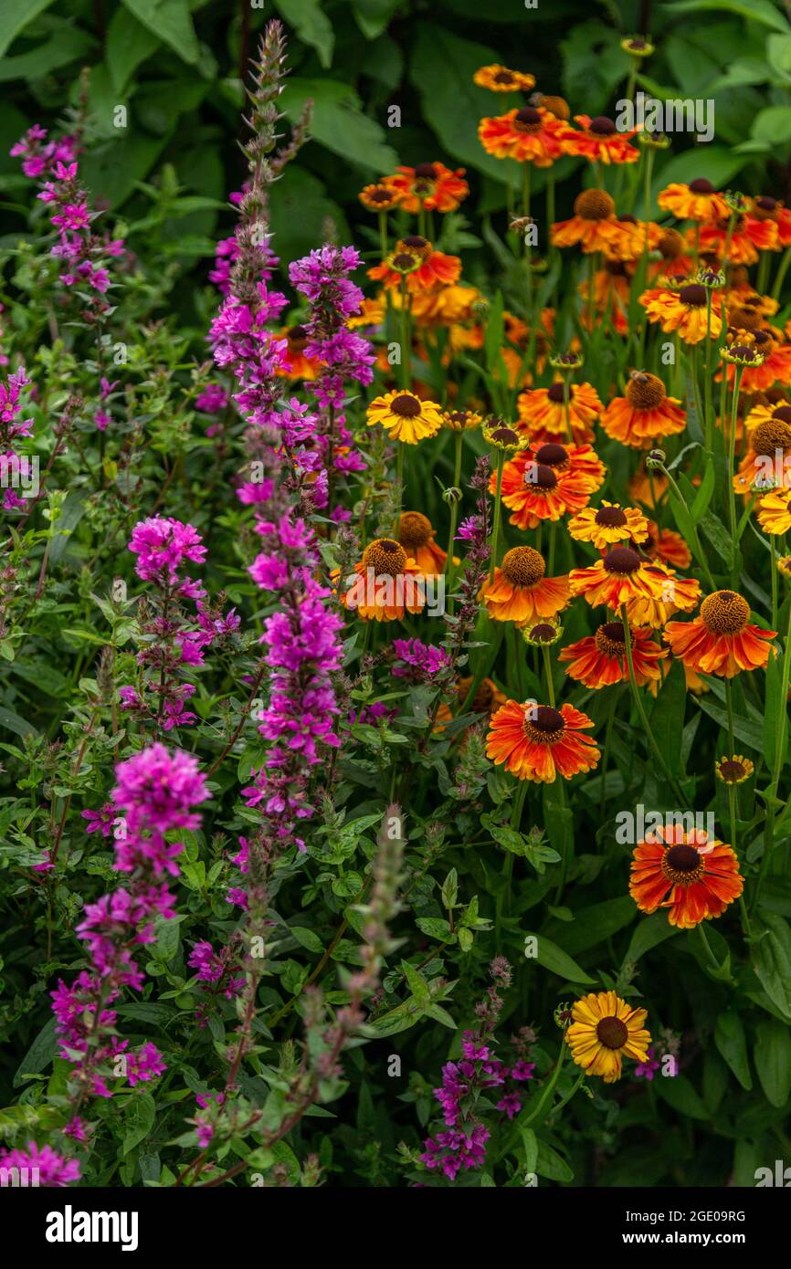 Lila Loosestrife und Helenium-Blüten. Stockfoto