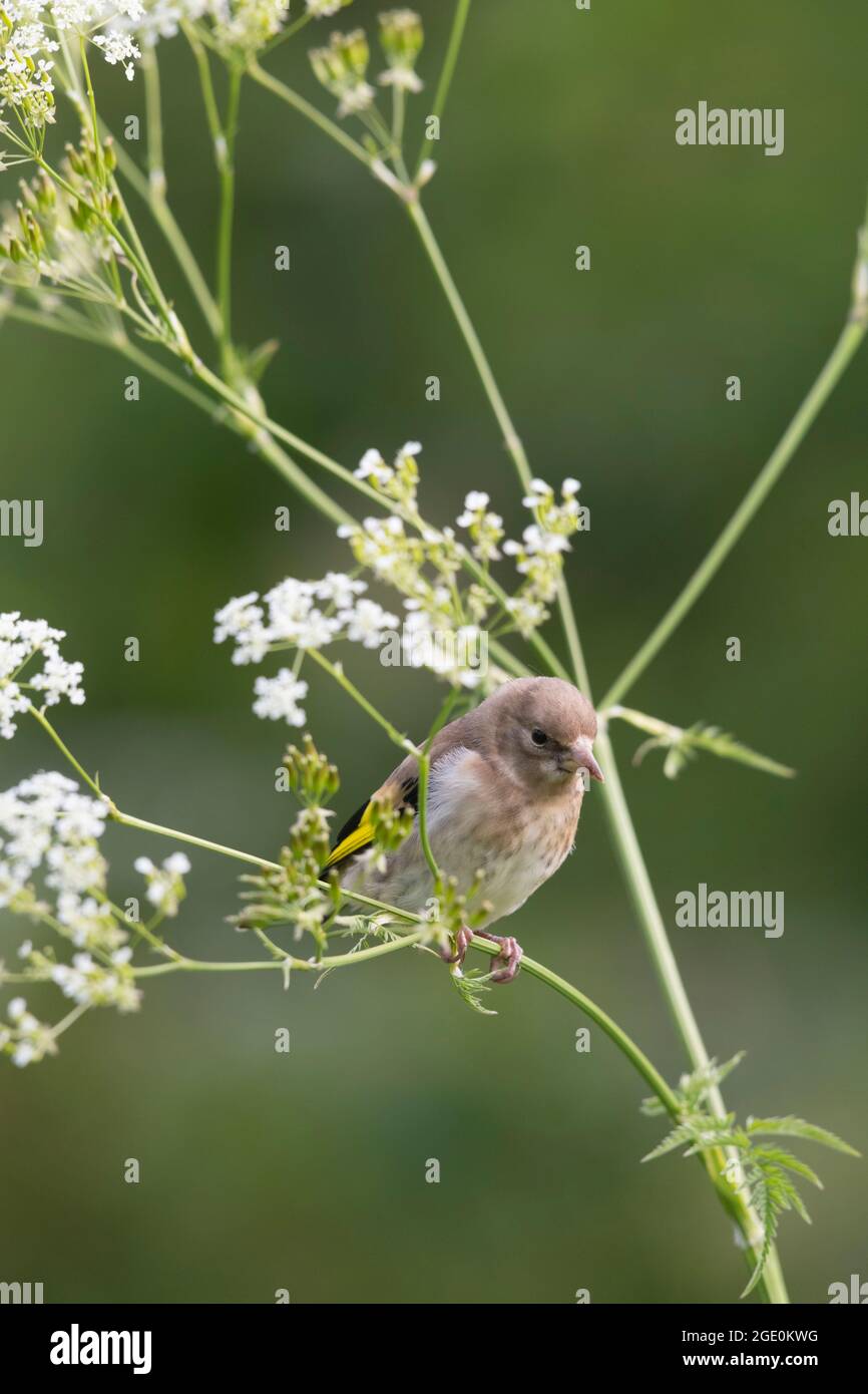 Ein Jugendlicher Goldfink (Carduelis Carduelis) auf KuhPetersilie (Anthriscus Sylvestris) Stockfoto