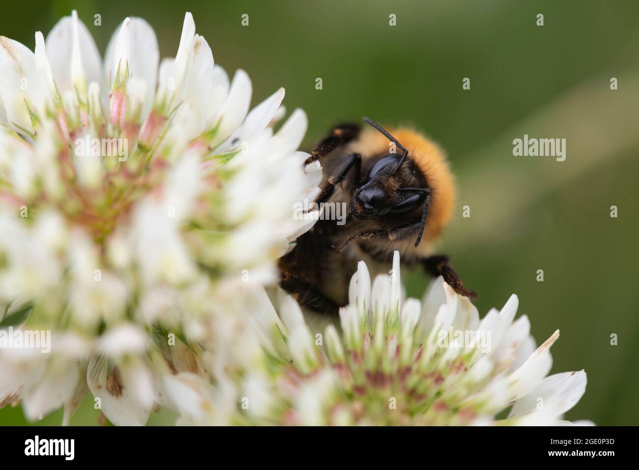 Eine gewöhnliche Carderbiene (Bombus Pascuorum), die auf einer weißen Kleeblatt-Blume (Trifolium Repens) auf Nahrungssuche ist Stockfoto