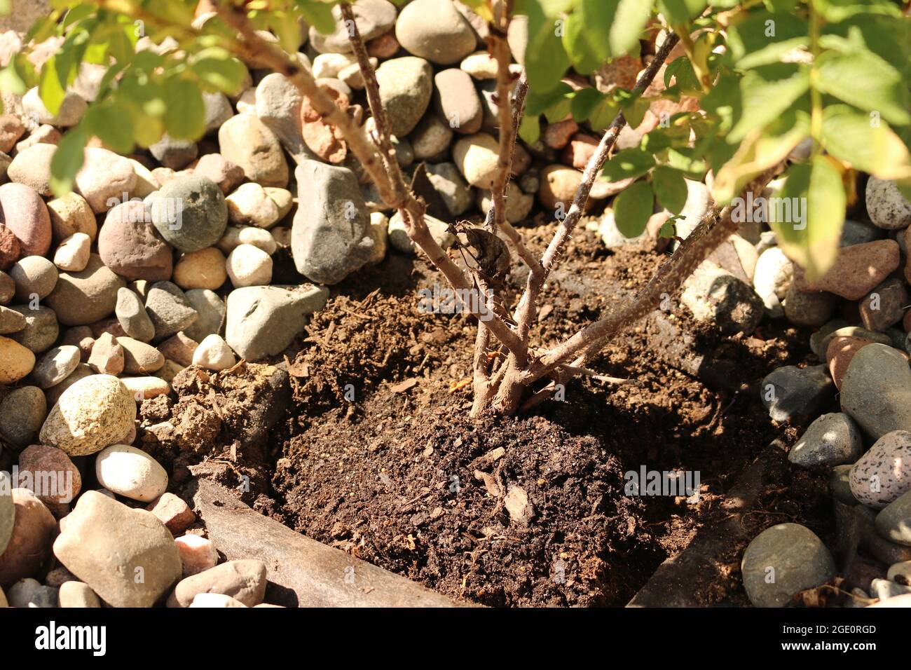 Pflanzen eines wilden Rosenbusches Stockfoto