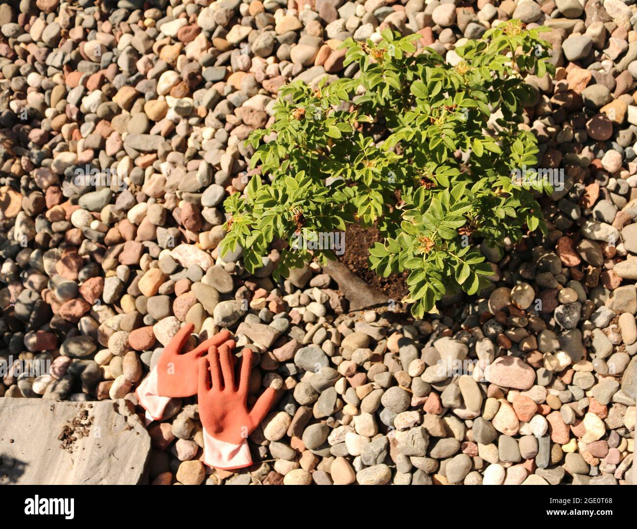 Gartenhandschuhe Stockfoto