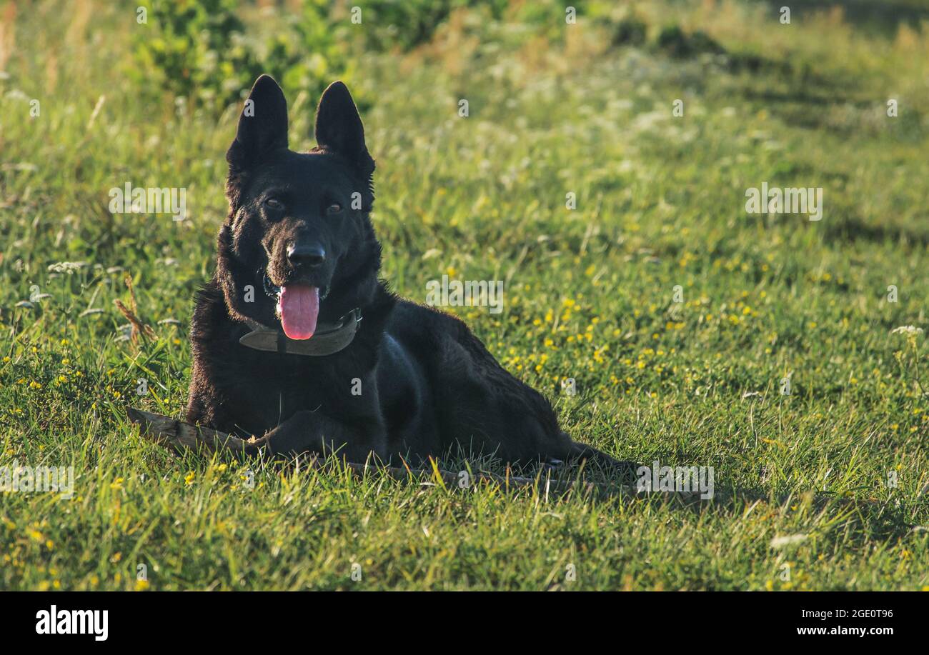 Großer schwarzer Hund spaziert im Sommer auf der Wiese Stockfoto