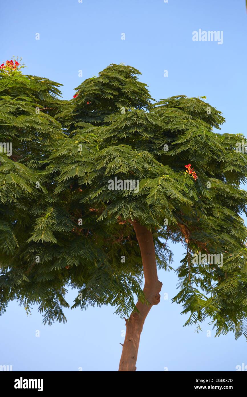Akazienbaum in ägypten am Strand. Akazie in den Tropen gegen den blauen  Himmel Stockfotografie - Alamy