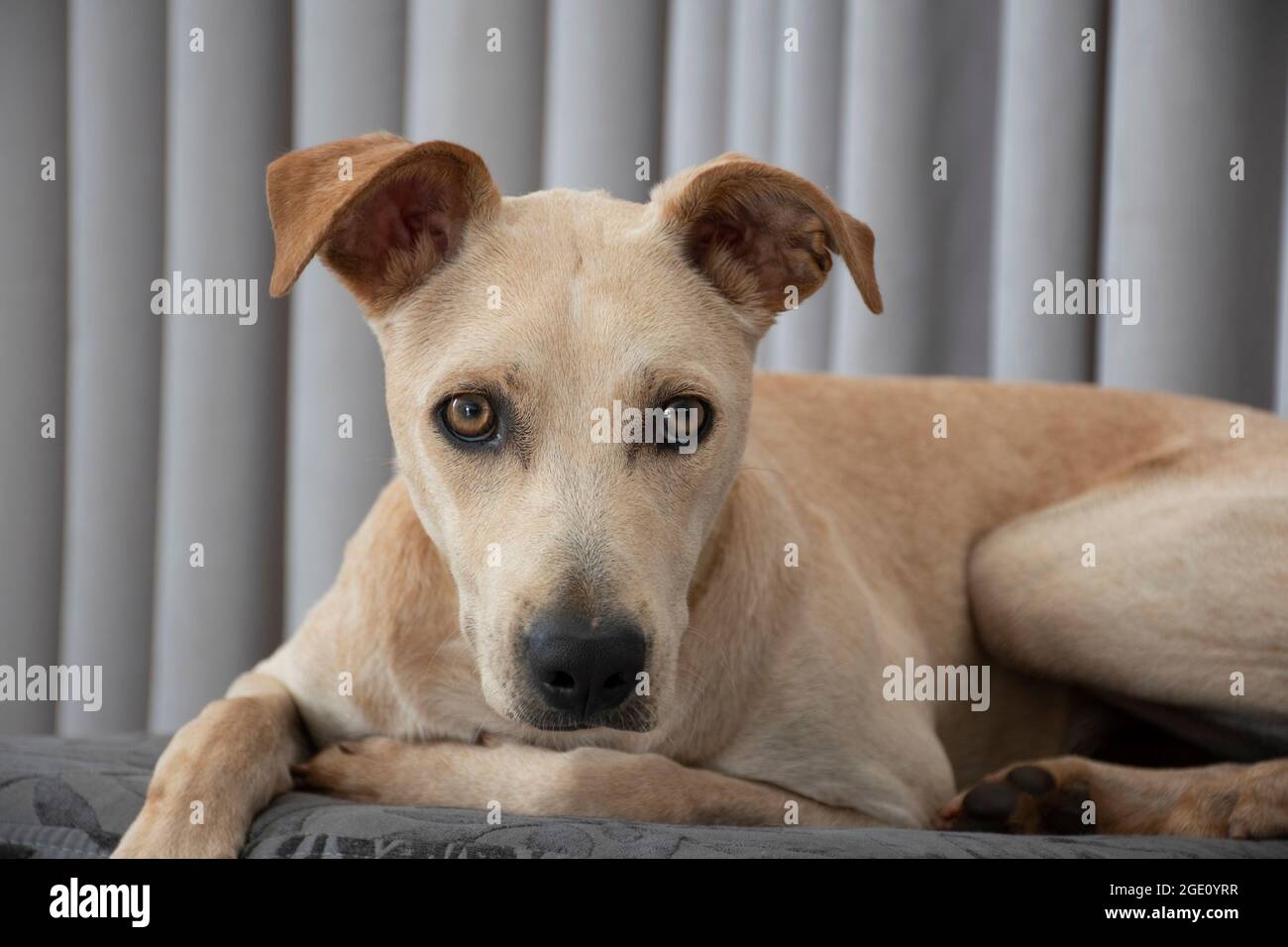 Hellhaariger Hund, der auf einem Puff im Wohnzimmer auf grauem Vorhang liegt. Haustiere regieren im Haus. Tierpflegekonzept. Sehr nett Stockfoto