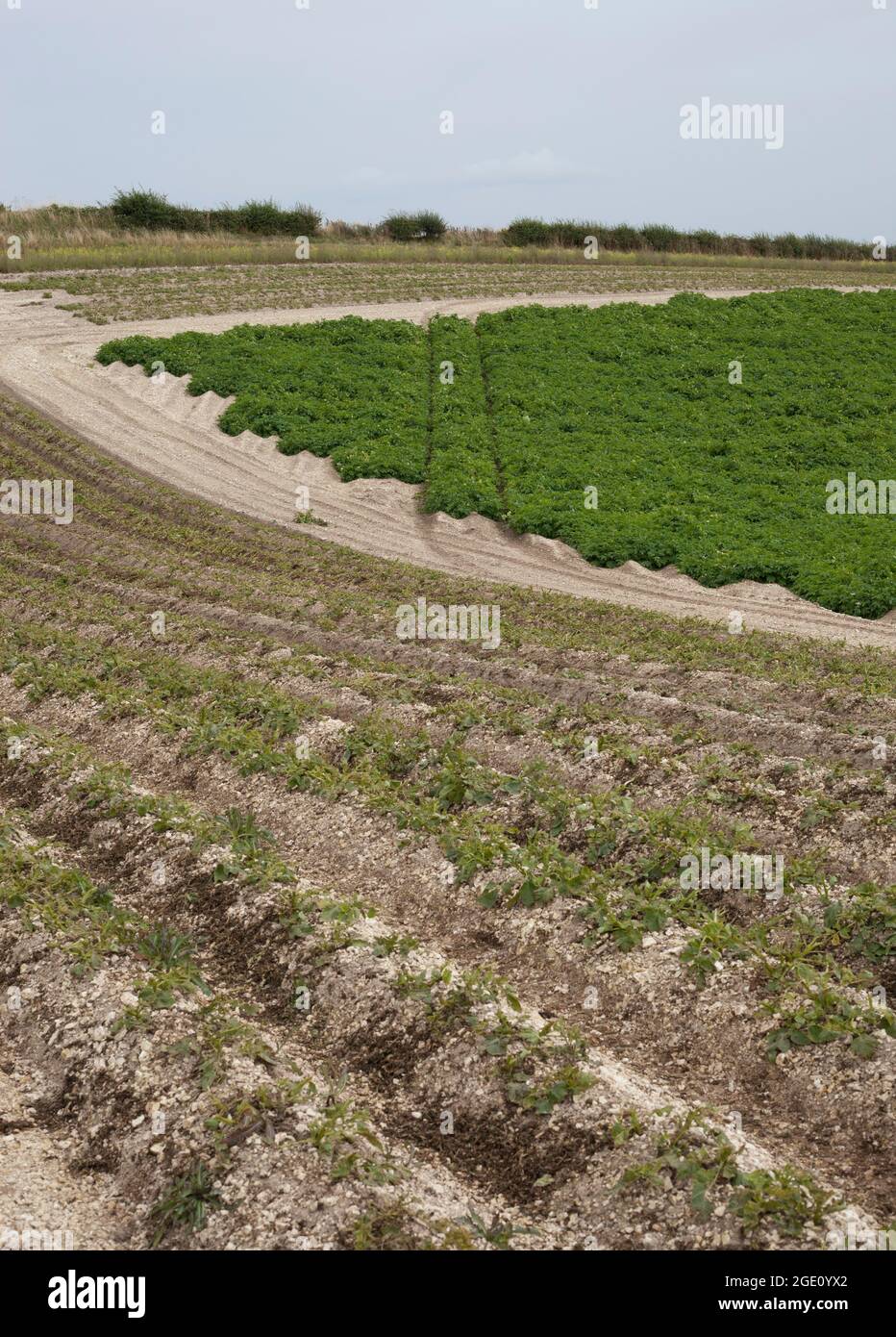 Kartoffelfeld auf den Yorkshire Wolds August 2021 Stockfoto