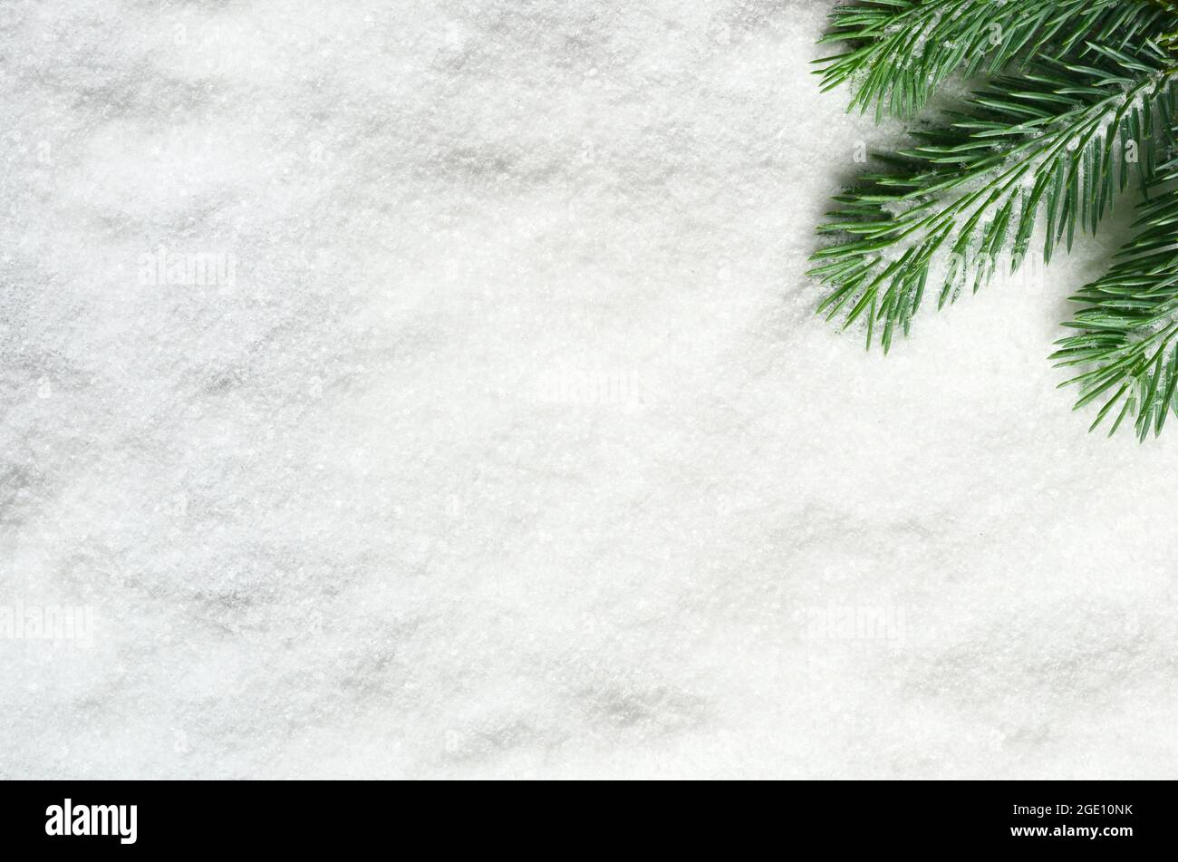 Kiefernbaum Zweig isoliert auf weißem schneebedeckten Hintergrund. Stockfoto