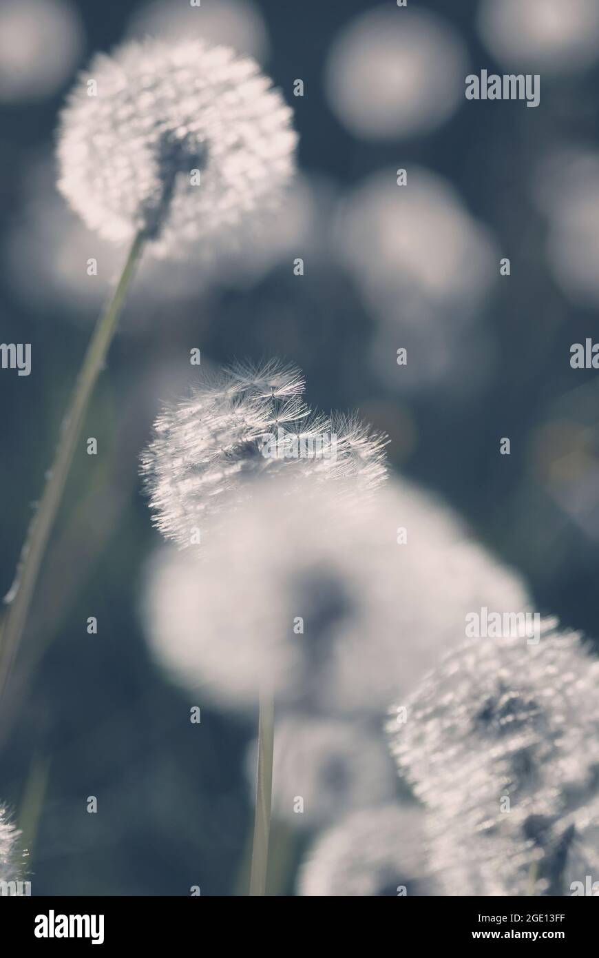 Weiße Dandelion-Blow-Kugeln im Abendlicht Stockfoto