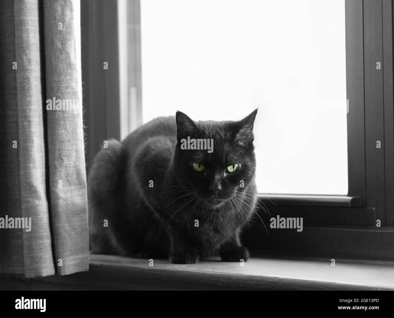 Eine schwarze Katze mit grünen Augen schaut direkt auf die Kamera, während sie auf einer Fensterbank vor einem Fenster sitzt, Platz kopieren Stockfoto