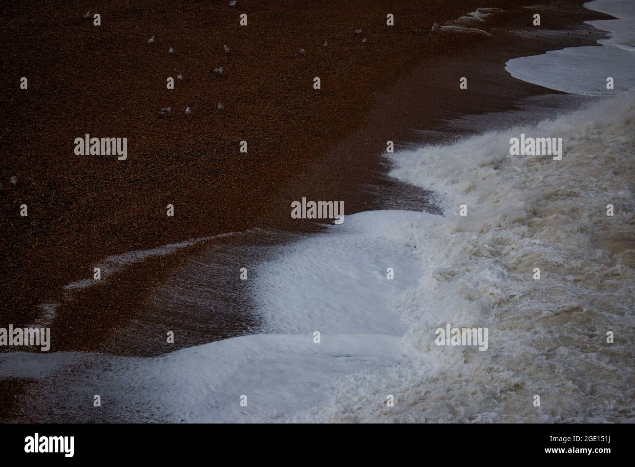 Surfen und Vögel am Strand in Brighton, England, Großbritannien Stockfoto