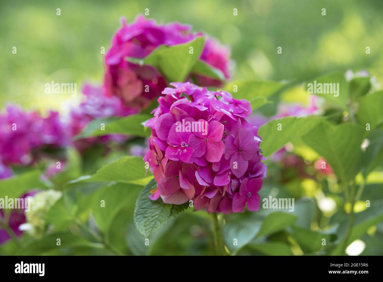 Rosa Blumen Hortensien Nahaufnahme im Grünen Stockfoto