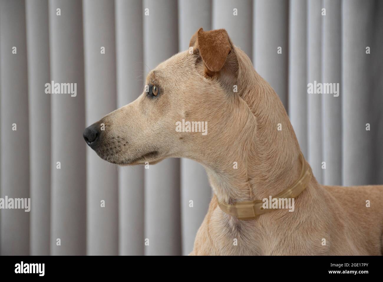 Nahaufnahme der hellhaarige Hund liegt auf einem Puff im Wohnzimmer auf grauem Vorhang Hintergrund. Haustiere regieren im Haus. Tierpflegekonzept. L Stockfoto
