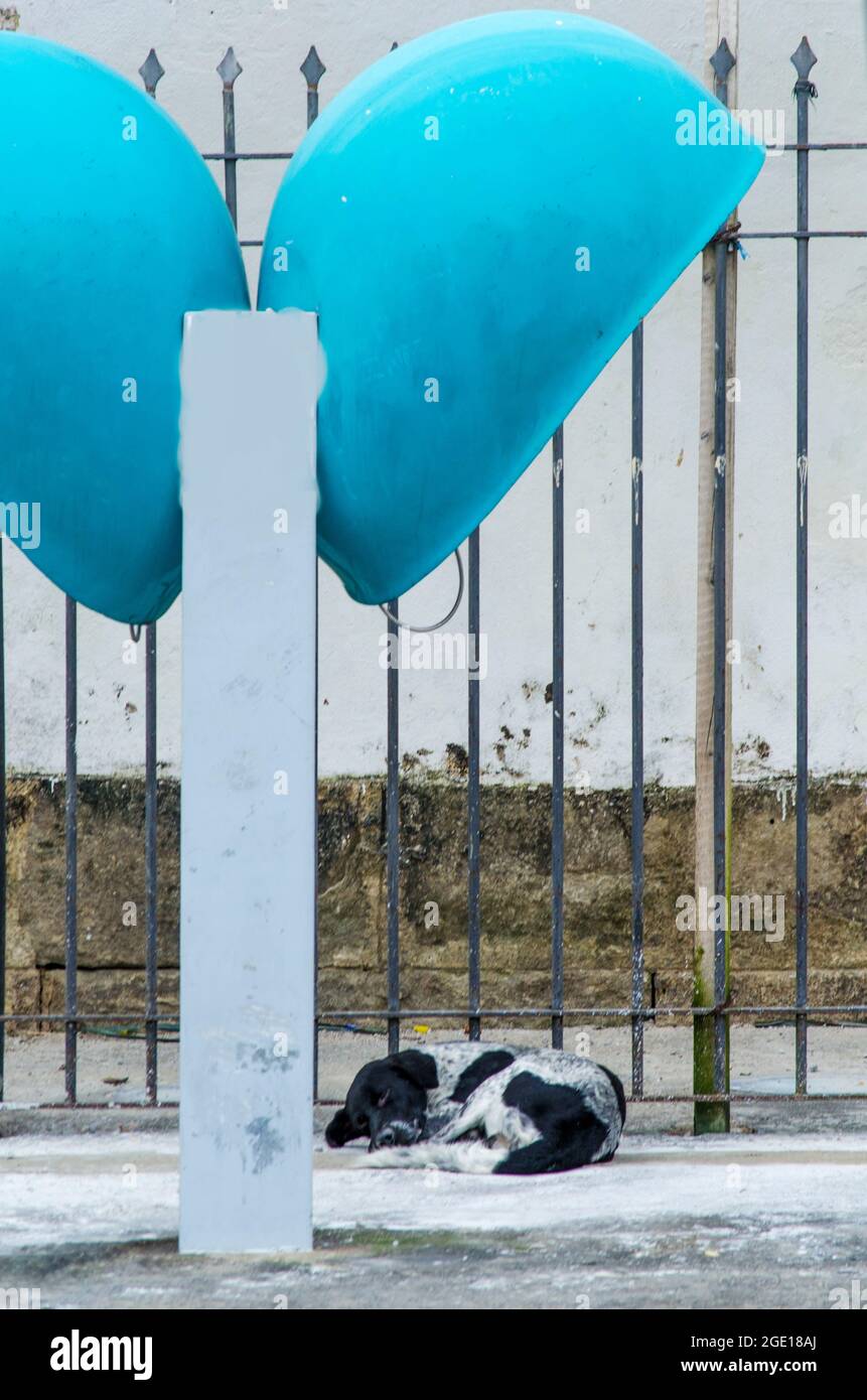 Streunender Hund, der unter einem alten Telefon schläft. Historisches Zentrum von Salvador, Bahia, Brasilien. Stockfoto