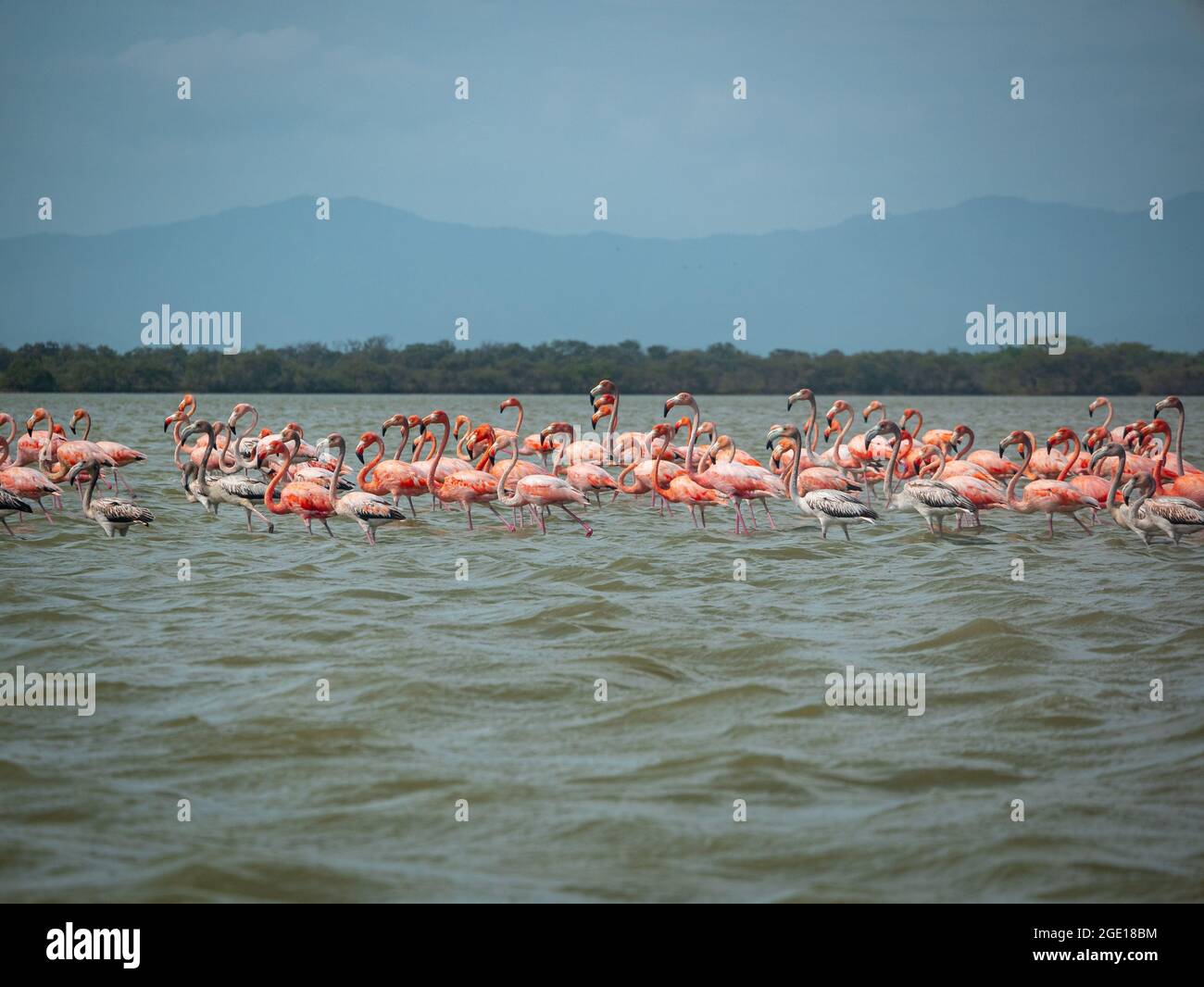 Riesige Herde von Pink und Grey Flamingos wandern über einen welligen See gegen einen blauen Himmel im Naturschutzgebiet in Camarones, Ryohacha, La Guajira, Kolumbien Stockfoto