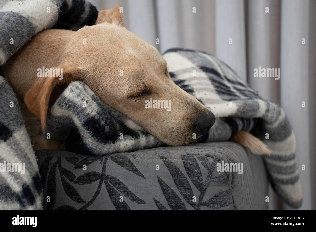 Müder Hund schläft unter einer Decke auf einem Ottomanen, das Laken bedeckt  den größten Teil des Körpers, lässt nur das Gesicht offen, die Augen  geschlossen. Hund nimmt einen Tag Nickerchen. Wintersaison Stockfotografie -
