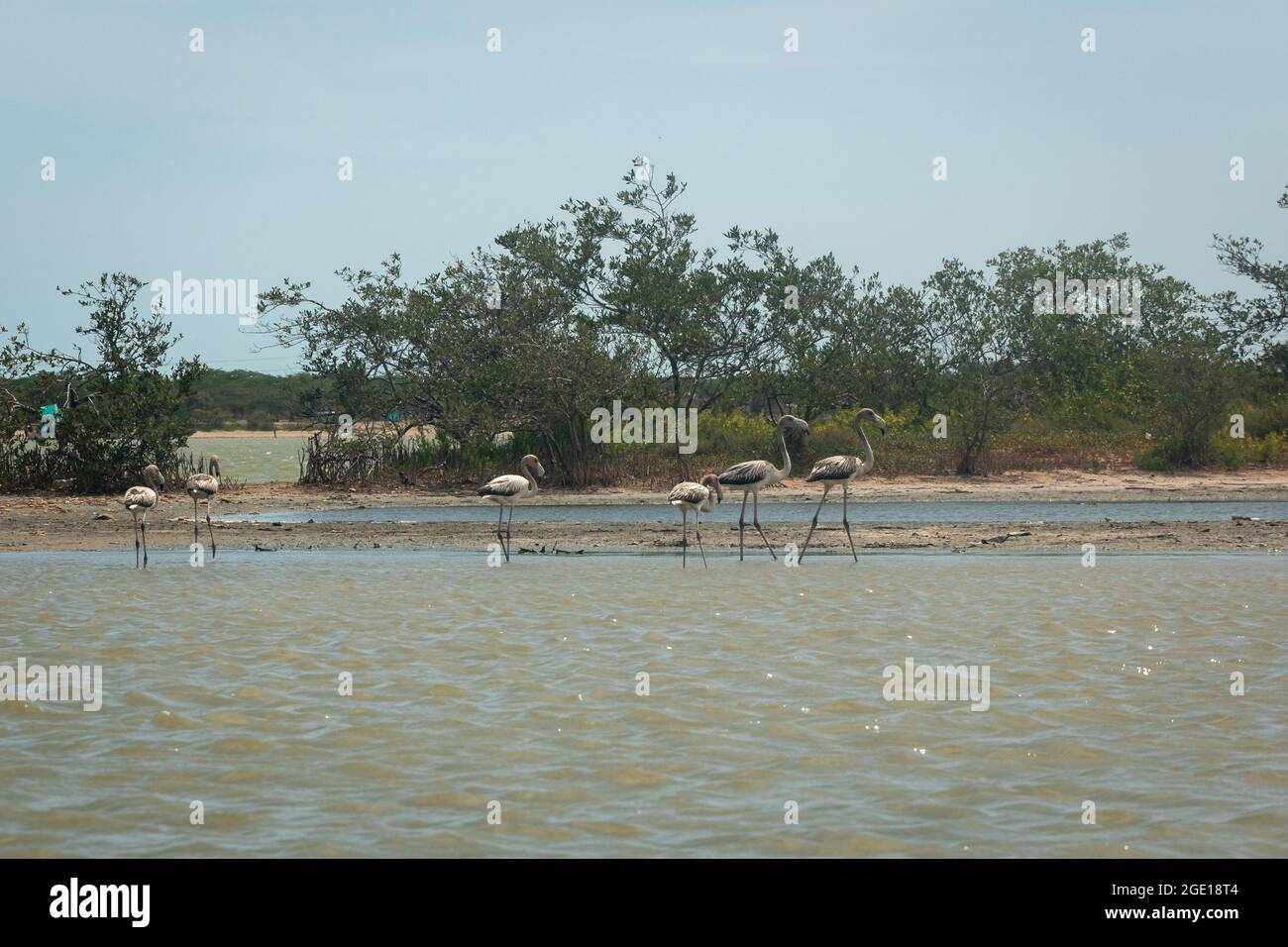 Graue Flamingos Wandern im Camarones Nature Reserve, Ryohacha, La Guajira, Kolumbien Stockfoto