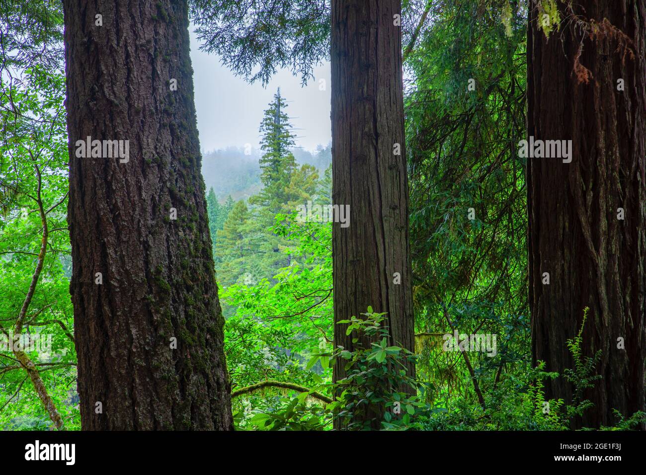 Küsten Sie den Redwood-Wald (Sequoia sempervirens) entlang des Smith River, Jedediah Smith Redwoods State Park, Redwood National Park, Kalifornien Stockfoto
