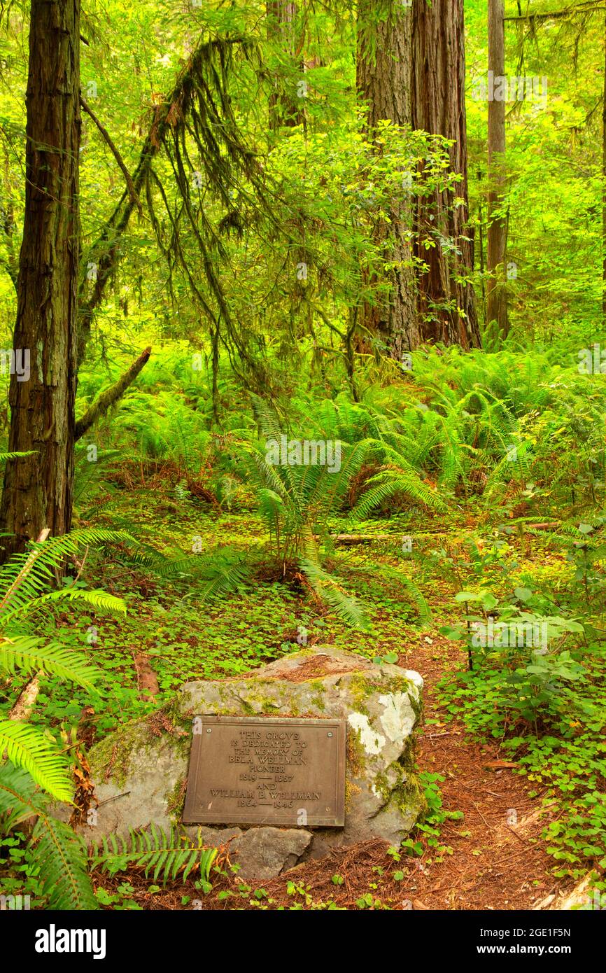 Wellman Grove-Plakette, Jedediah Smith Redwoods State Park, Redwood National Park, Kalifornien Stockfoto