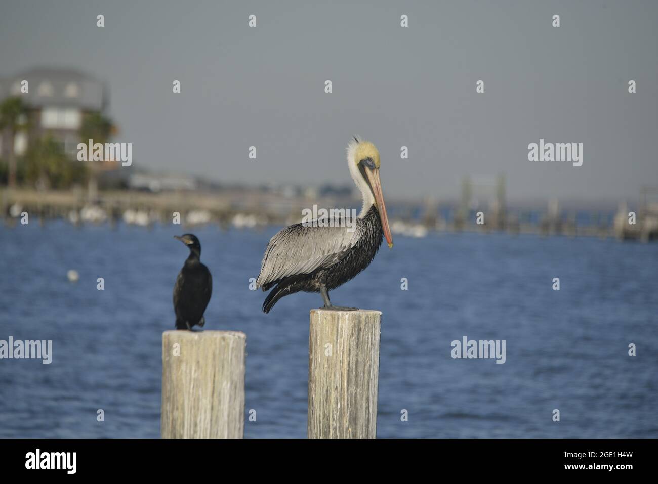 Brauner Pelikan, Männlich Stockfoto