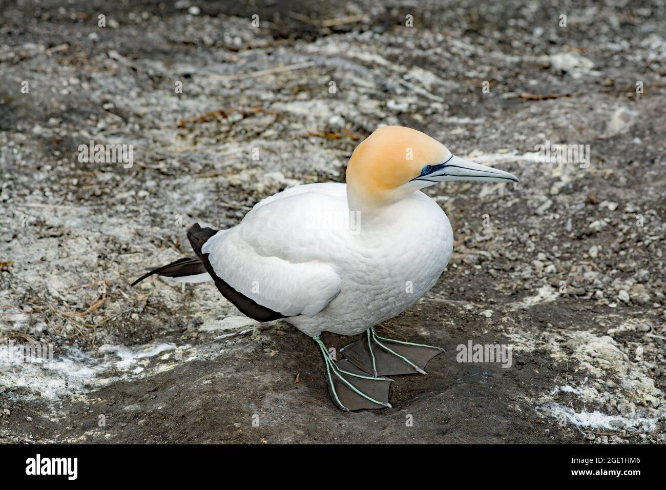 Muriwai Beach Gannet Colony und Umgebung Stockfoto