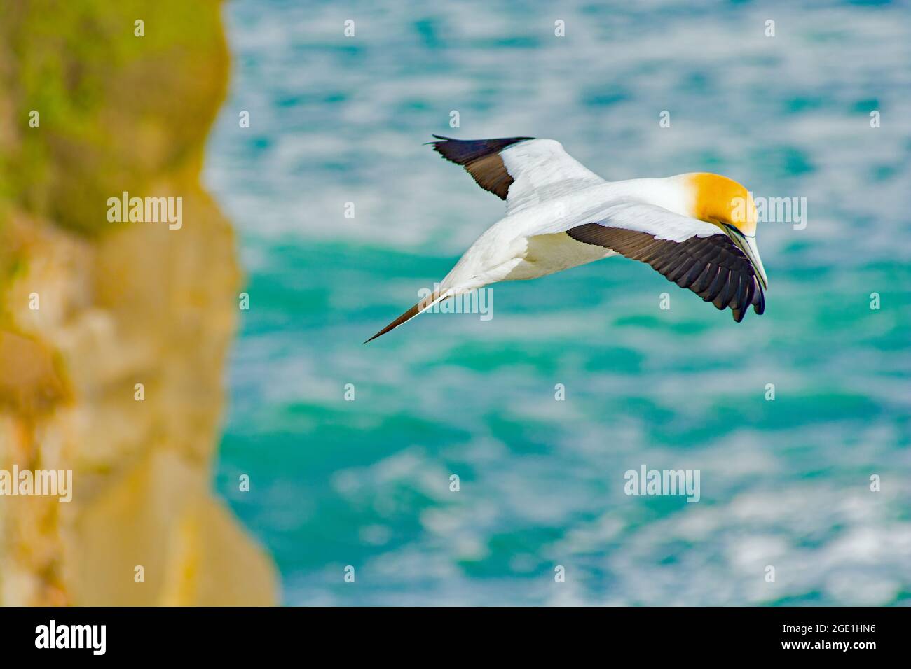 Muriwai Beach Gannet Colony und Umgebung Stockfoto