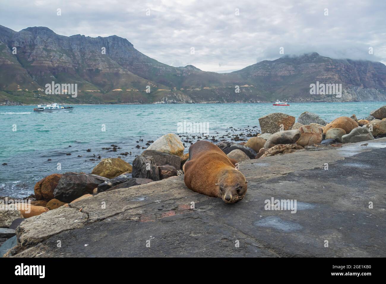 Kapfellrobbe oder Braunfellrobbe (Arctocephalus pusillus) beim Faulenzen auf einem Betondamm der Uferpromenade an der Hout Bay in der Nähe von Kapstadt, Südafrika. Stockfoto