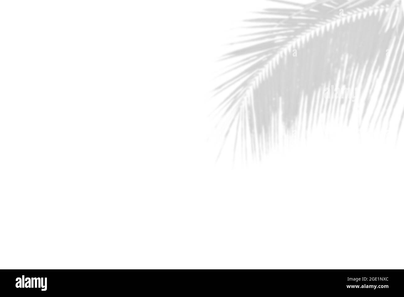 Grauer Schatten der Natur Palmenblätter auf weißem Hintergrund. Abstraktes Monochrom von Kokosnuss-Palmblatt. Stockfoto