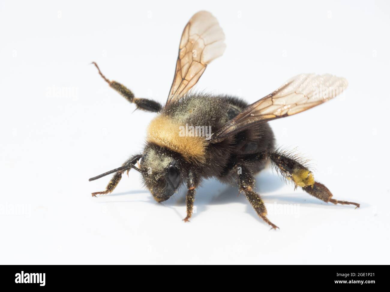 Westliche Bumble Bee (Bombus occidentalis), einst im westlichen Nordamerika verbreitet, heute selten Stockfoto