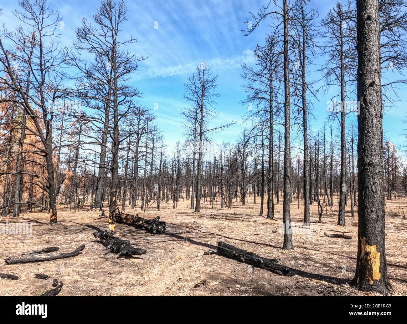 Wandern durch einen verbrannten Wald auf dem Kaibab Plateau, Arizona, USA Stockfoto