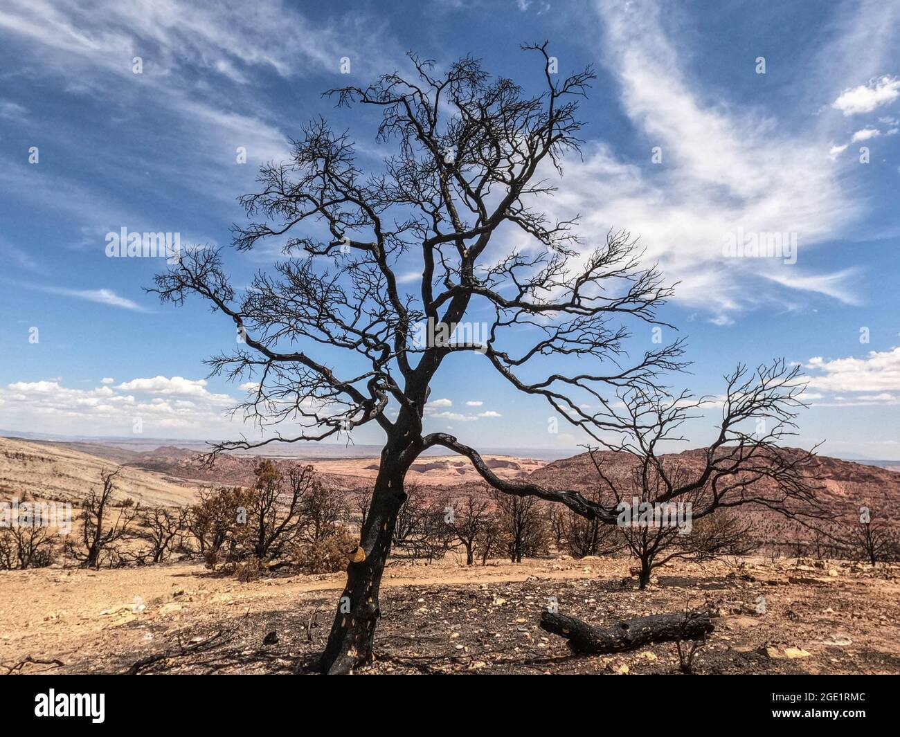 Blick vom Kaibab Plateau in die Vermillion Cliffs, Utah auf dem Arizona Trail, USA Stockfoto