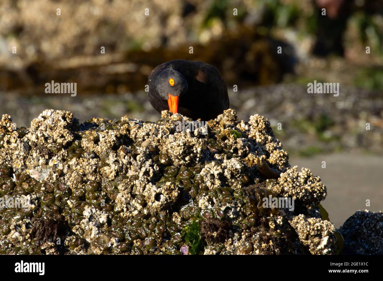 Schwarzer Austernfischer (Haematopus bachmani), Oregon Islands National Wildlife Refuge-Coquille Point Unit, Bandon, Oregon Stockfoto