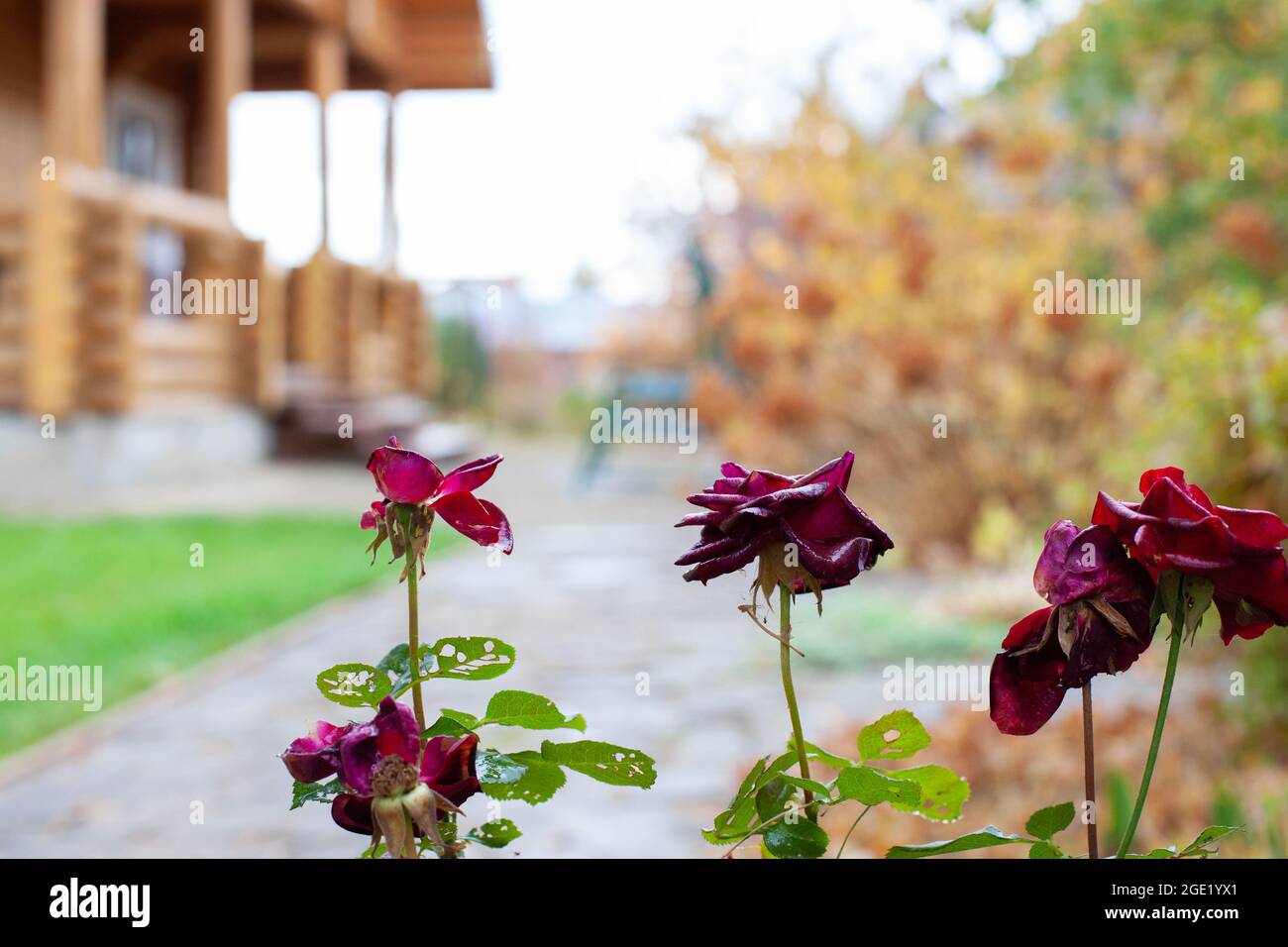 Selektiver Fokus auf verschwommenen Garten. Landschaft Natur Hintergrund der schönen burgunderroten Rosen am Herbst regnerischen Tag vor dem Hintergrund des Holzhauses gemacht Stockfoto