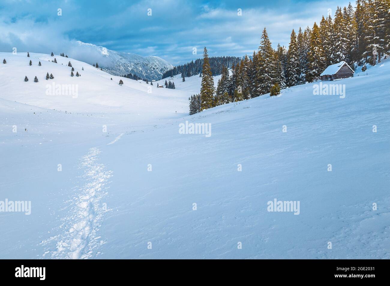 Fabelhafte Winterlandschaft mit schneebedeckten Pinien und Wald in der schönen Wildnis, Karpaten, Rumänien, Europa Stockfoto