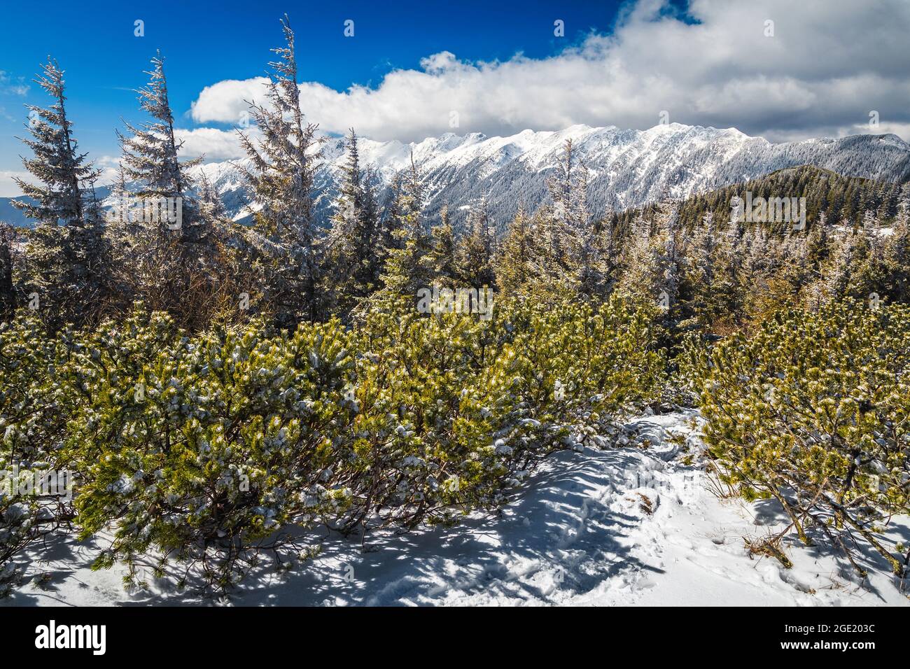 Majestätische gefrorene Winterwaldlandschaft mit verschneiten Pinien und schneebedeckten Bergen, Piatra Craiului, Karpaten, Rumänien, Europa Stockfoto