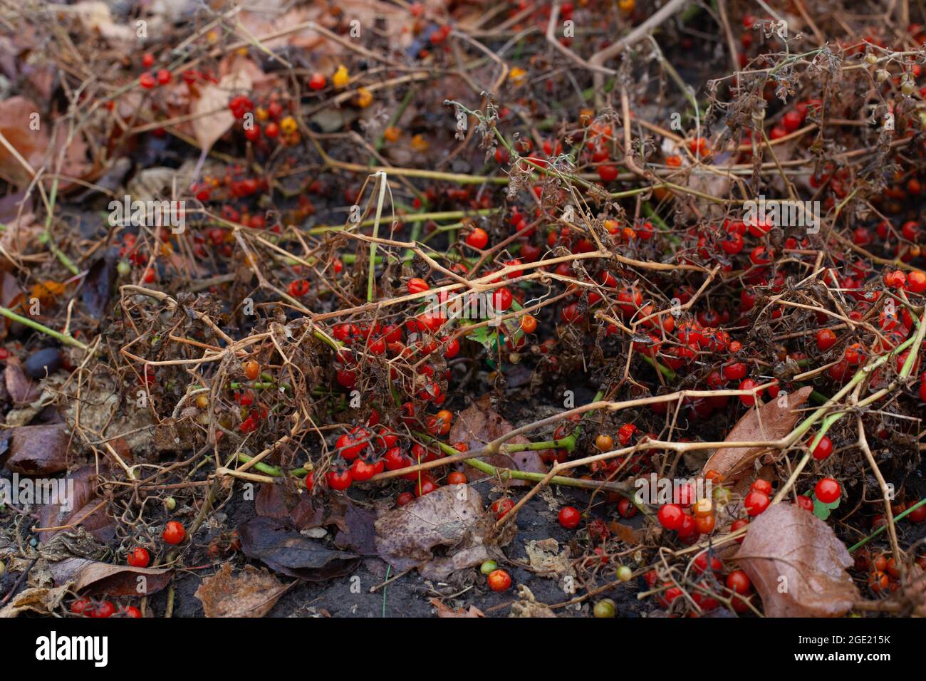 Gartendekoration im regnerischen Herbst. Kleine rote Tomaten auf vertrocknete Pflanze im Gemüsegarten Stockfoto