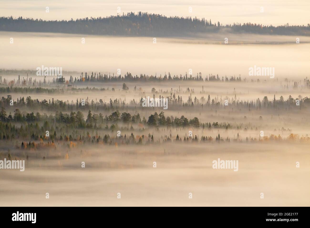 Nebel bedeckt die Taiga-Waldlandschaft am Morgen in der finnischen Natur, Nordeuropa Stockfoto