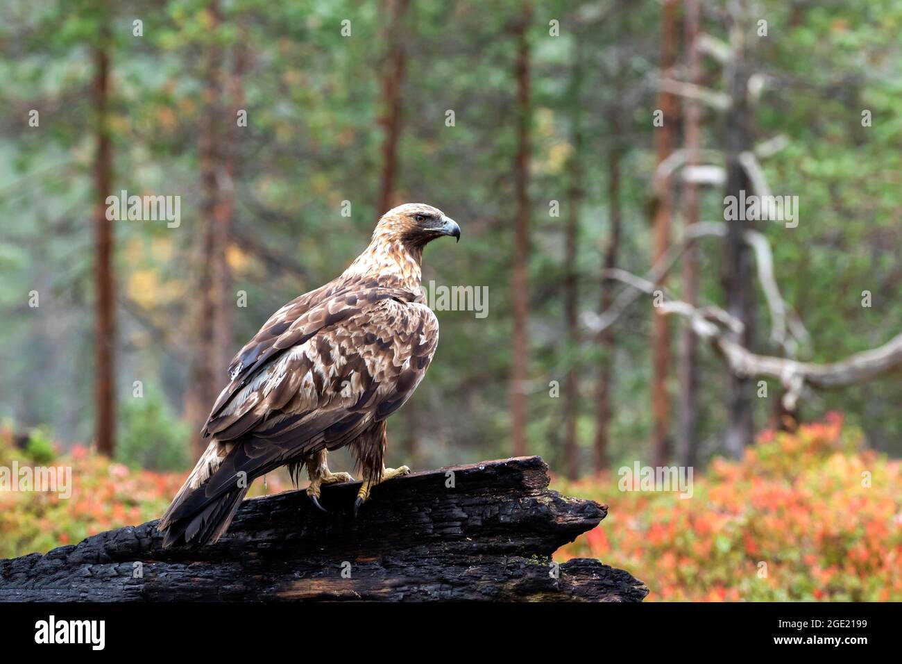 Erwachsener starker Greifvogelgrab Goldener Adler, Aquila chrysaetos, thronte während des Herbstlaubes im finnischen Taiga-Wald in Nordeuropa auf einem verbrannten Baumstamm Stockfoto